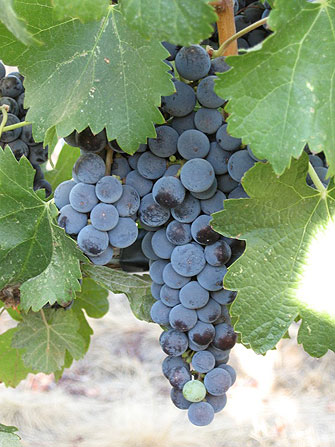 Walla Walla wine grapes